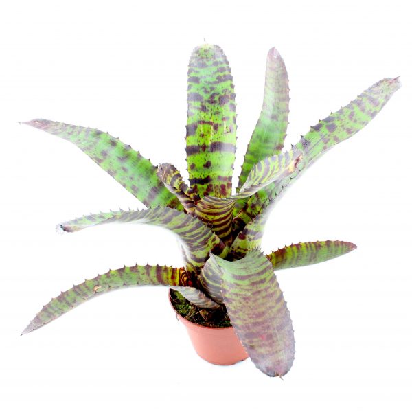 neoregelia hannibal lecter