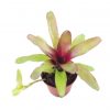 neoregelia mephisto