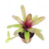 neoregelia mephisto