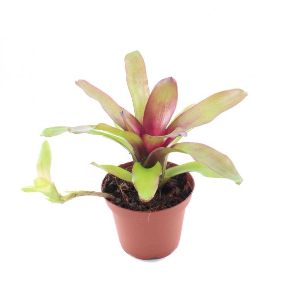 neoregelia mephisto