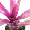 neoregelia midas