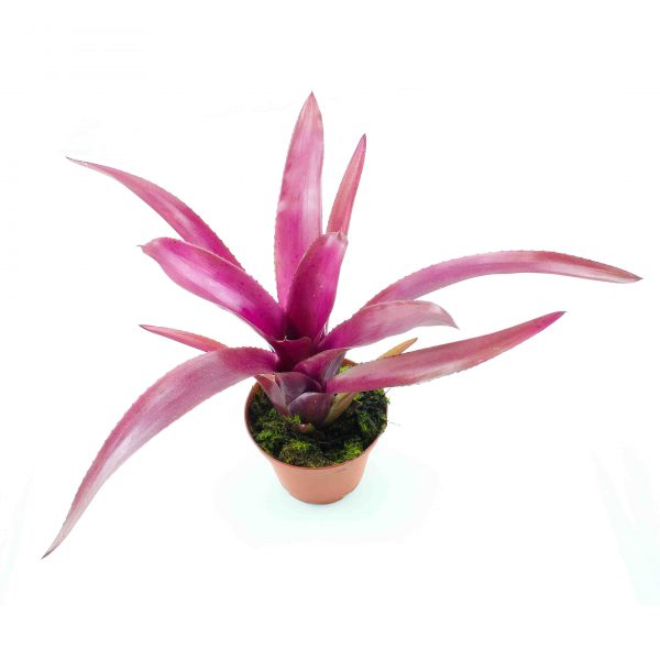 neoregelia midas