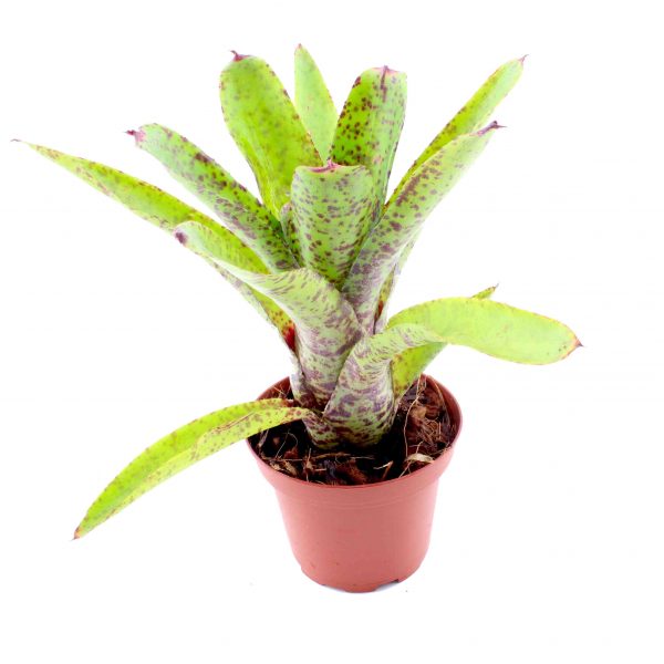 neoregelia red tips