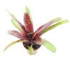 neoregelia royal burgundy