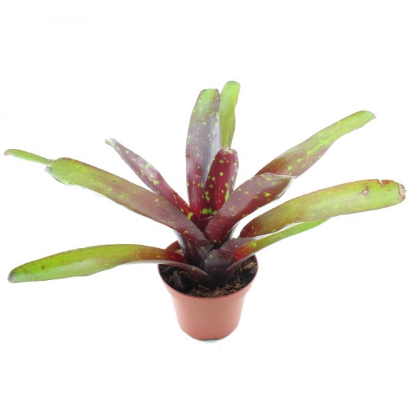 neoregelia royal burgundy