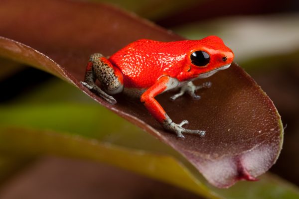 oophaga pumilio bastimentos salt