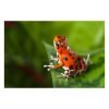 Oophaga pumilio "Bastimentos cemetary" - Afbeelding 2