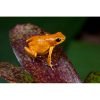 Oophaga pumilio "El Dorado" - Afbeelding 2