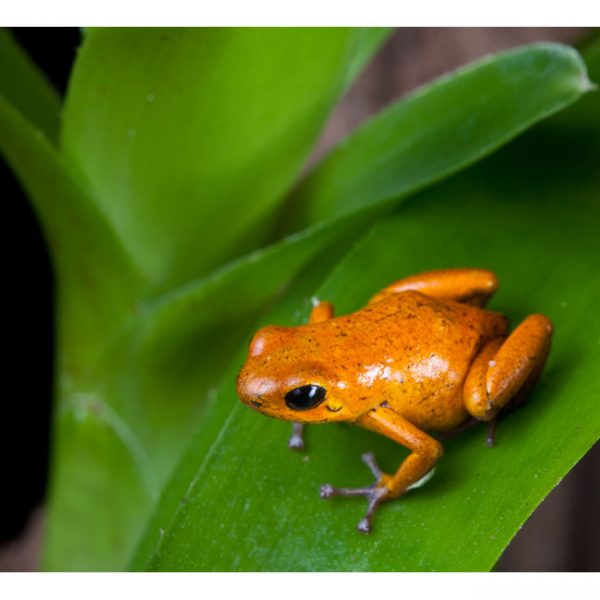 Oophaga pumilio "El Dorado"