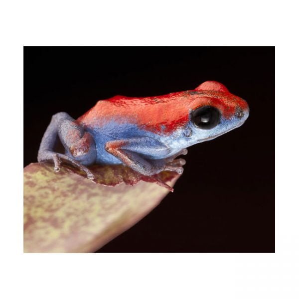 Oophaga pumilio “ escudo”