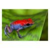 Oophaga pumilio “ escudo” - Afbeelding 3