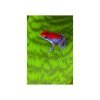 Oophaga pumilio “ escudo” - Afbeelding 2