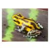 Oophaga pumilio "Guarumo" - Afbeelding 2