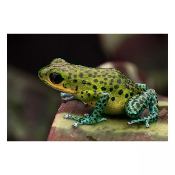 Oophaga pumilio "Punta Laurant"