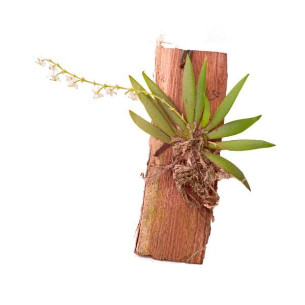 Ornithocephalus gladiatus