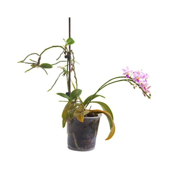 Phalaenopsis equestris