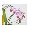 Phalaenopsis equestris - Afbeelding 2