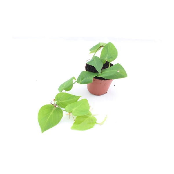 Philodendron hederaceum (natuurvorm uit Suriname)