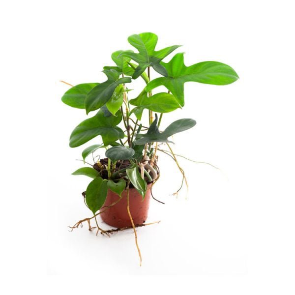 Philodendron laciniatum (syn . Philodendron pedatum)