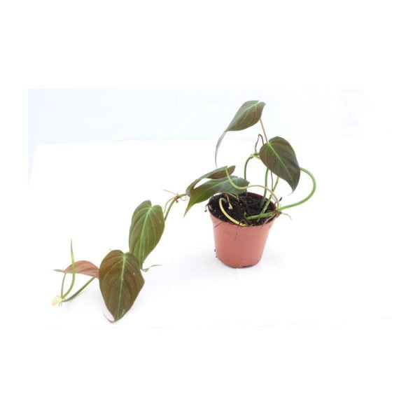 Philodendron hederaceum micans