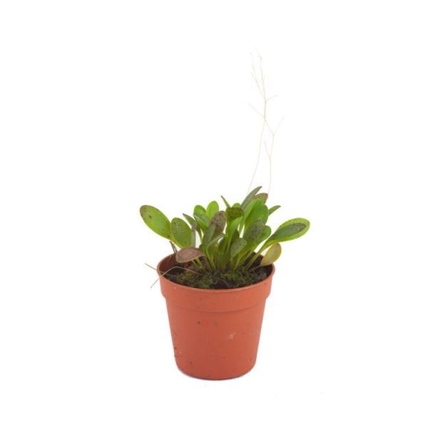 Pleurothallis grobyi