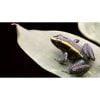 Phyllobates aurotaenia groen - Afbeelding 3