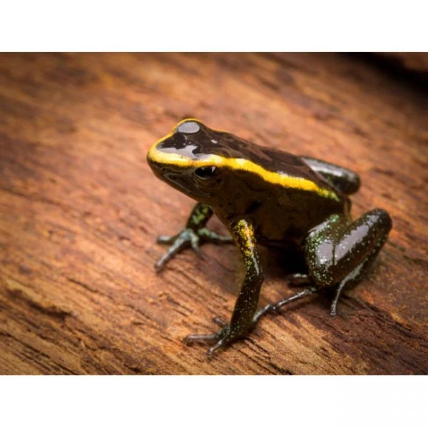 Phyllobates aurotaenia groen
