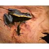 Phyllobates aurotaenia groen - Afbeelding 2