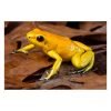 Phyllobates terribilis “ geel ” - Afbeelding 3