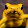 Phyllobates terribilis “ geel ” - Afbeelding 2