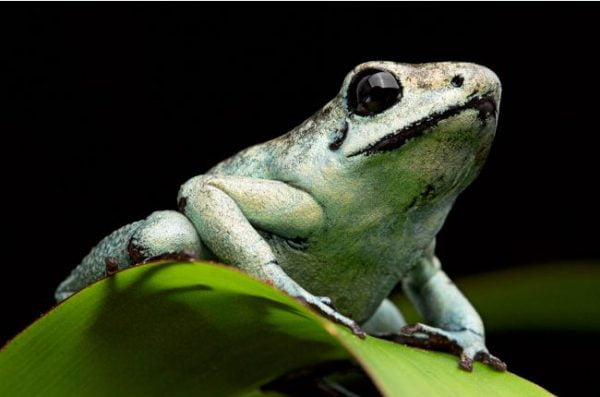 Phyllobates terribilis “mint”
