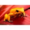Phyllobates terribilis “oranje black foot " - Afbeelding 2