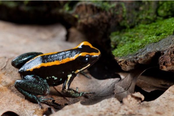 Phyllobates vittatus