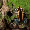 Phyllobates vittatus - Afbeelding 2