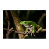Phyllomedusa bicolor - Afbeelding 2