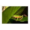 Phyllomedusa hypochondrialis - Afbeelding 3