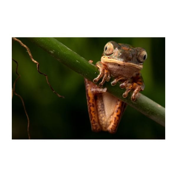 Phyllomedusa hypochondrialis