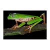 Phyllomedusa tomopterna - Afbeelding 2