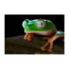 Phyllomedusa tomopterna - Afbeelding 3