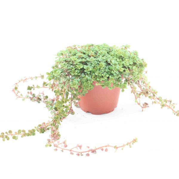 pilea depressa