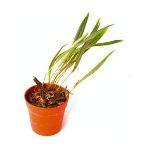 Pleurothallis allenii