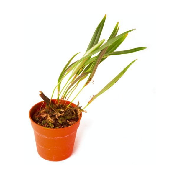 Pleurothallis allenii