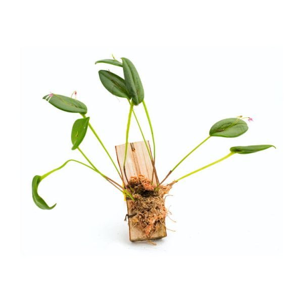 Pleurothallis gratiosa