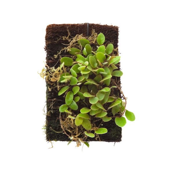 Pyrrosia nummularifolia op varenwortelplaat