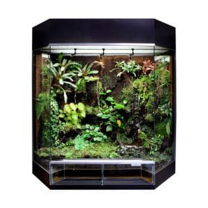 Rana Panorama-showterrarium (80x50x80cm) Zwart