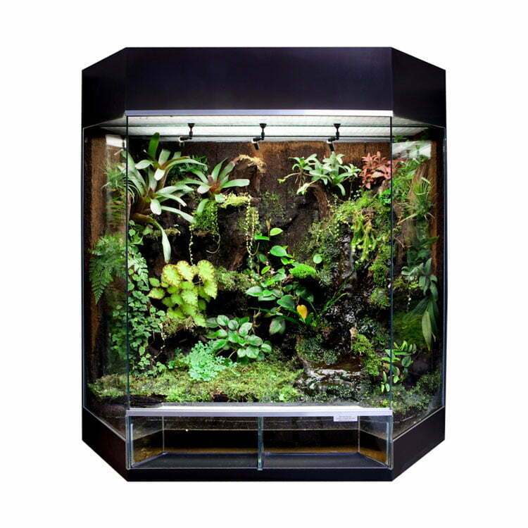 Rana Panorama-showterrarium - Dutch Rana