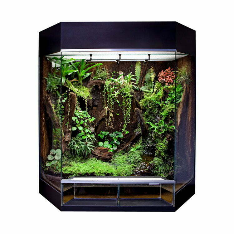 Woord Kinderen Economisch Rana Panorama-showterrarium (80x50x80cm) Zwart - Dutch Rana