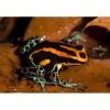 Ranitomeya amazonica black water - Afbeelding 2