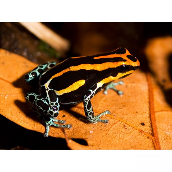 Ranitomeya amazonica black water