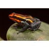 Ranitomeya amazonica Iquitos rood - Afbeelding 2